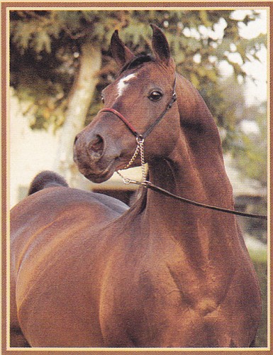 Ariston